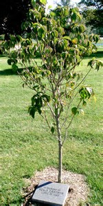 memorial tree