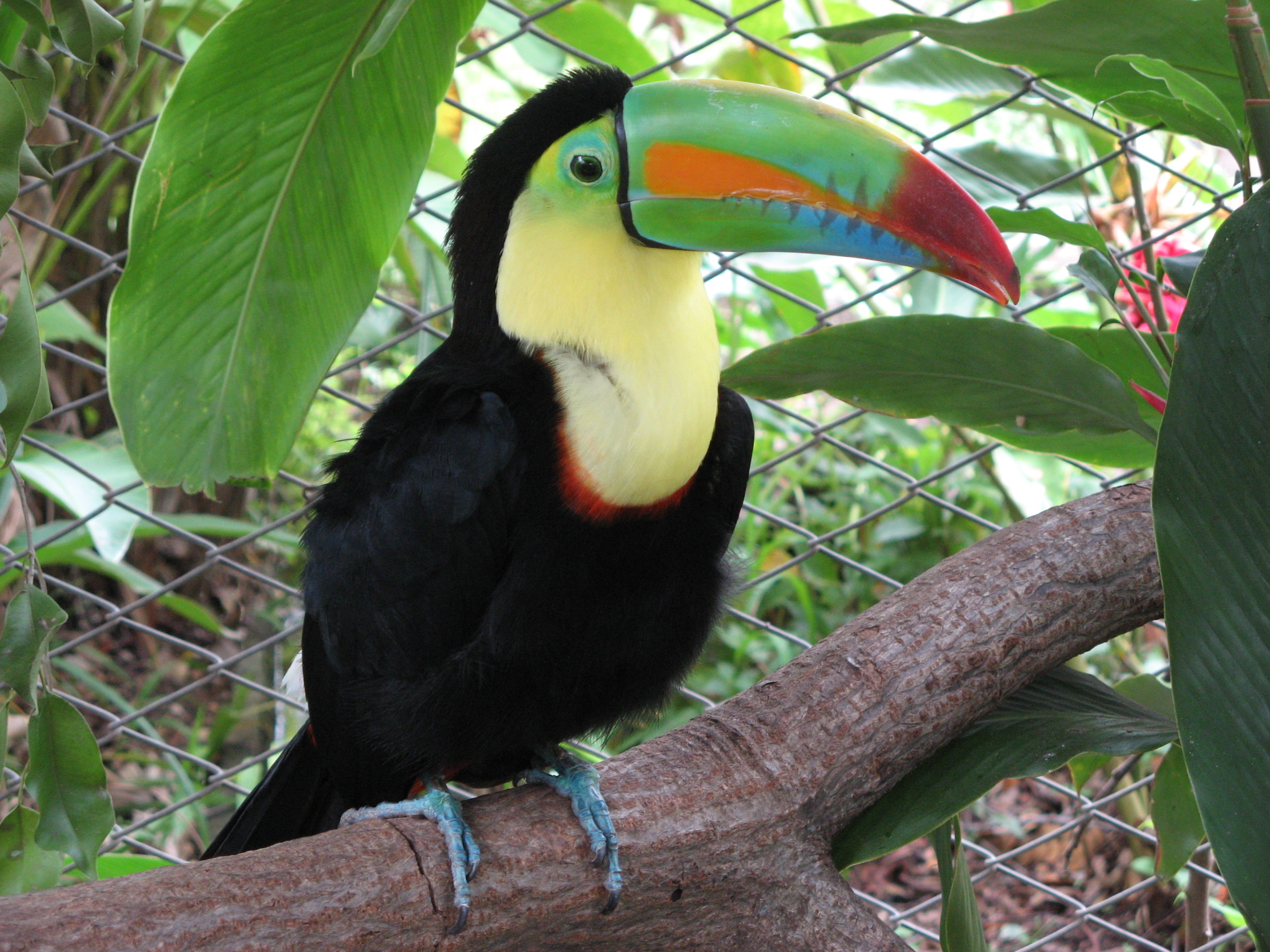 toucan